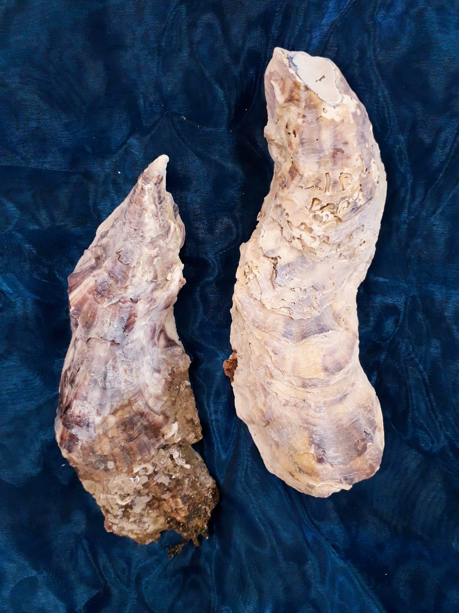 Oesterschelpen